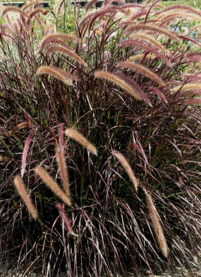 Rozplenica obca 'Rubrum' Pennisetum x advena 'Rubrum' 