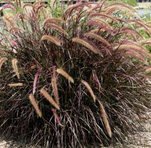 Rozplenica obca 'Rubrum' Pennisetum x advena 'Rubrum'