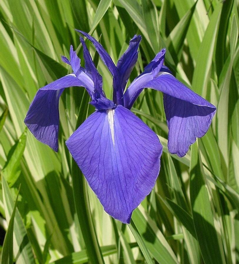 Kosaciec gładki 'Variegata' Iris laevigata 'Variegata'