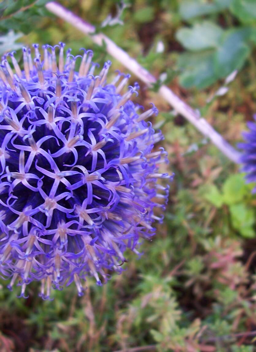 Przegorzan pospolity Echinops ritro