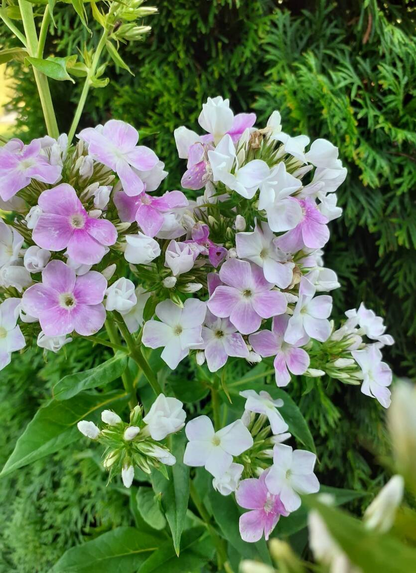 Floks wiechowaty 'Cool Water' Phlox paniculata 'Cool Water'