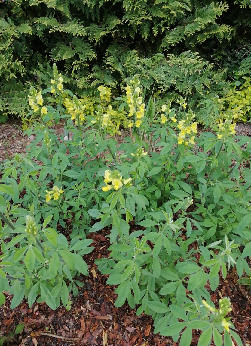 Łubinnik górski Thermopsis montana