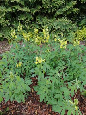 Łubinnik górski Thermopsis montana