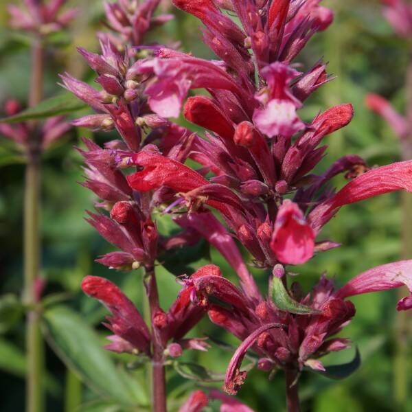 Kłosowiec meksykański 'Red Fortune' Agastache mexicana 'Red Fortune'