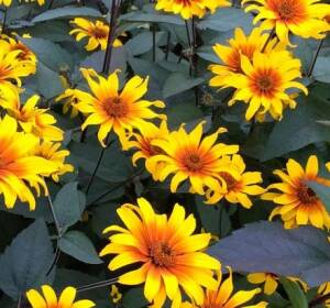 Słoneczniczek szorstki 'Burning Hearts' Heliopsis helianthoides 'Burning Hearts'