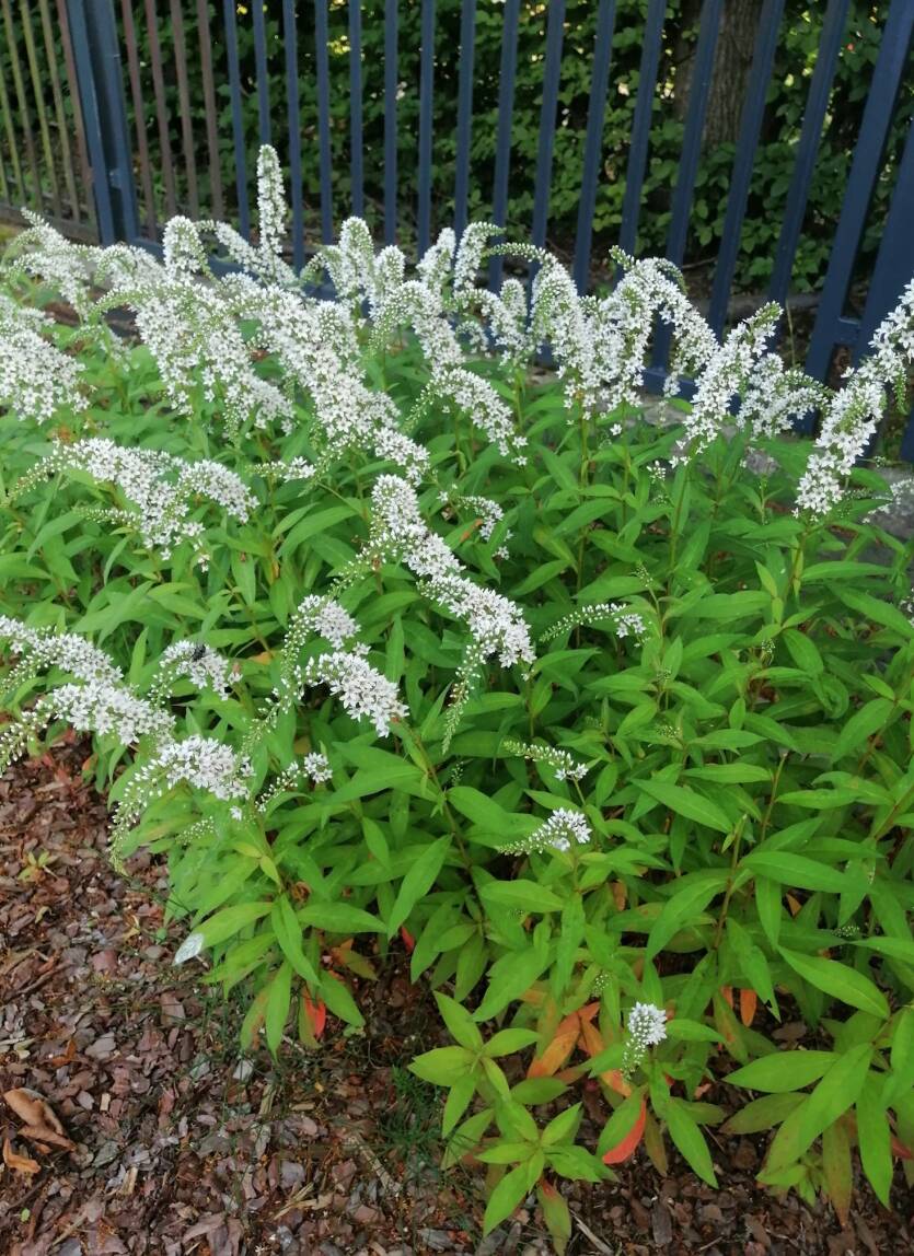 Tojeść orszelinowa Lysimachia clethroides