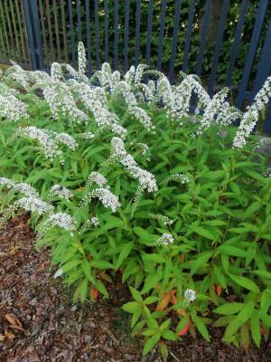 Tojeść orszelinowa Lysimachia clethroides