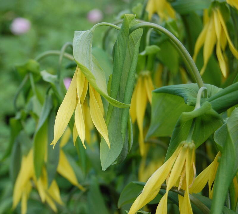 Jagodowiec wielkokwiatowy Uvularia grandiflora 