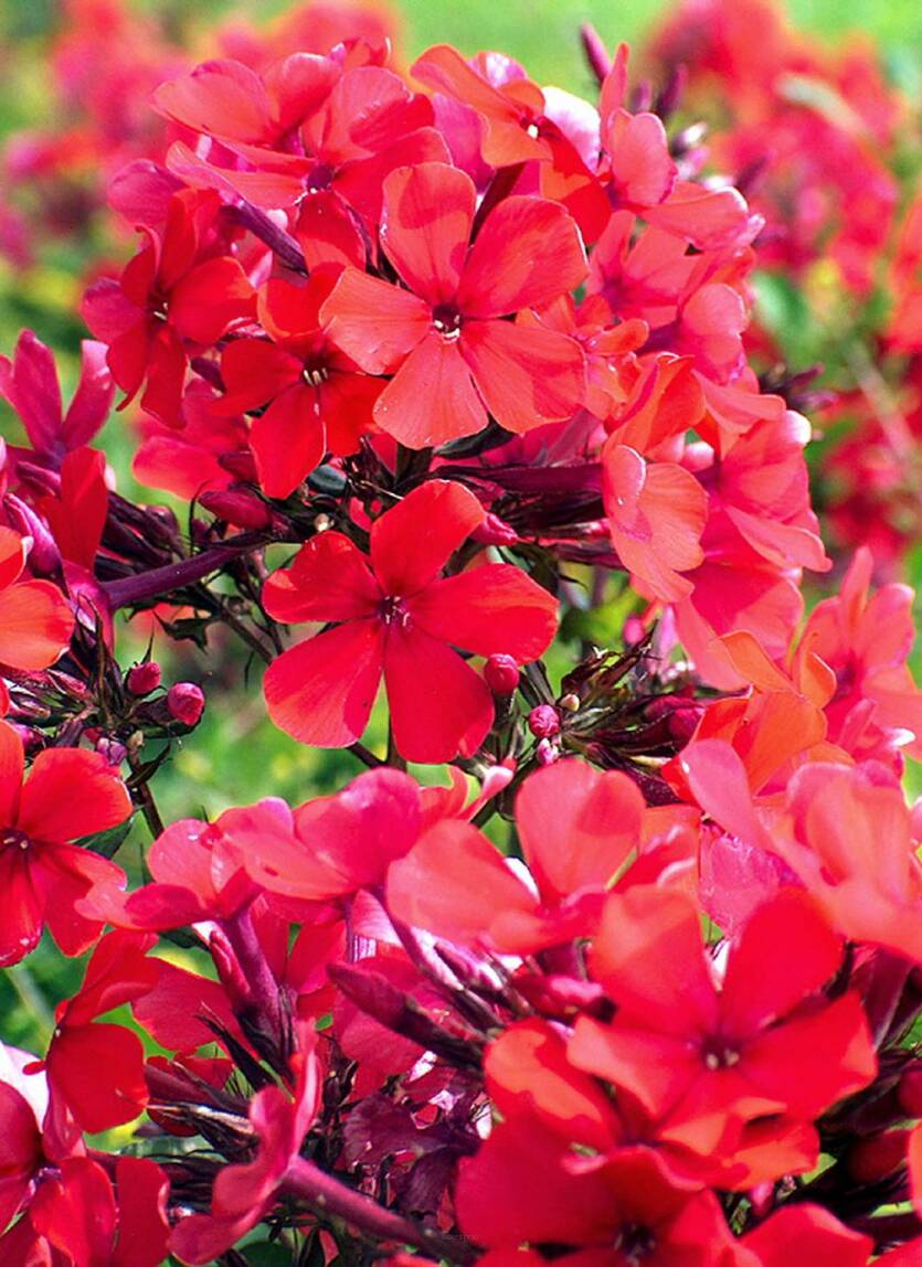 Floks wiechowaty 'Starfire'  Phlox paniculata 'Starfire'