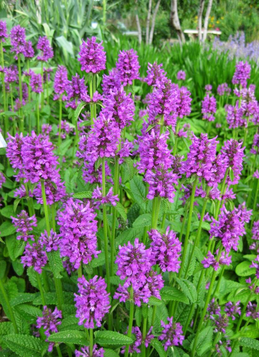 Czyściec gęstokwiatowy 'Hummelo' Stachys monieri 'Hummelo' DOSTĘPNY PO 15 CZERWCA 2024