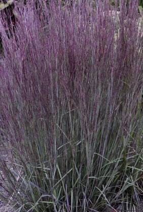 Palczatka miotlasta 'Smoke Signal'  Schizachyrium scoparium 'Smoke Signal'