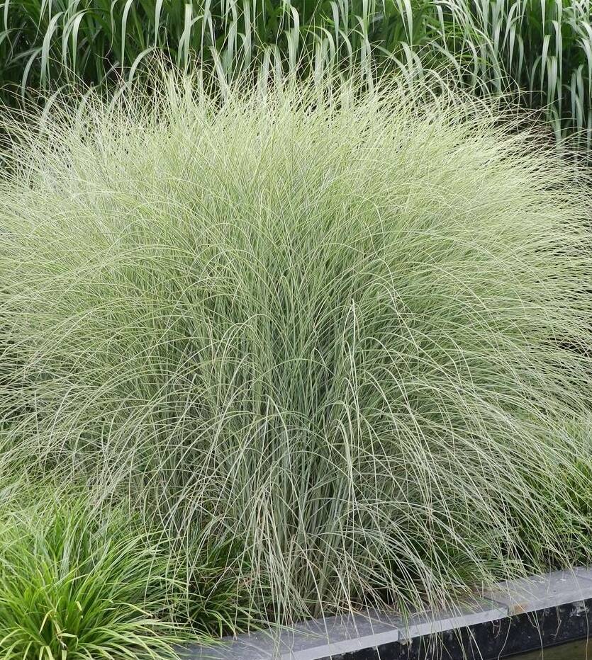 Miskant chiński 'Morning Light' Miscanthus sinensis 'Morning Light'