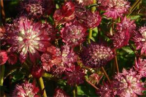 Jarzmianka większa 'Star of Love' Astrantia major 'Star of Love'