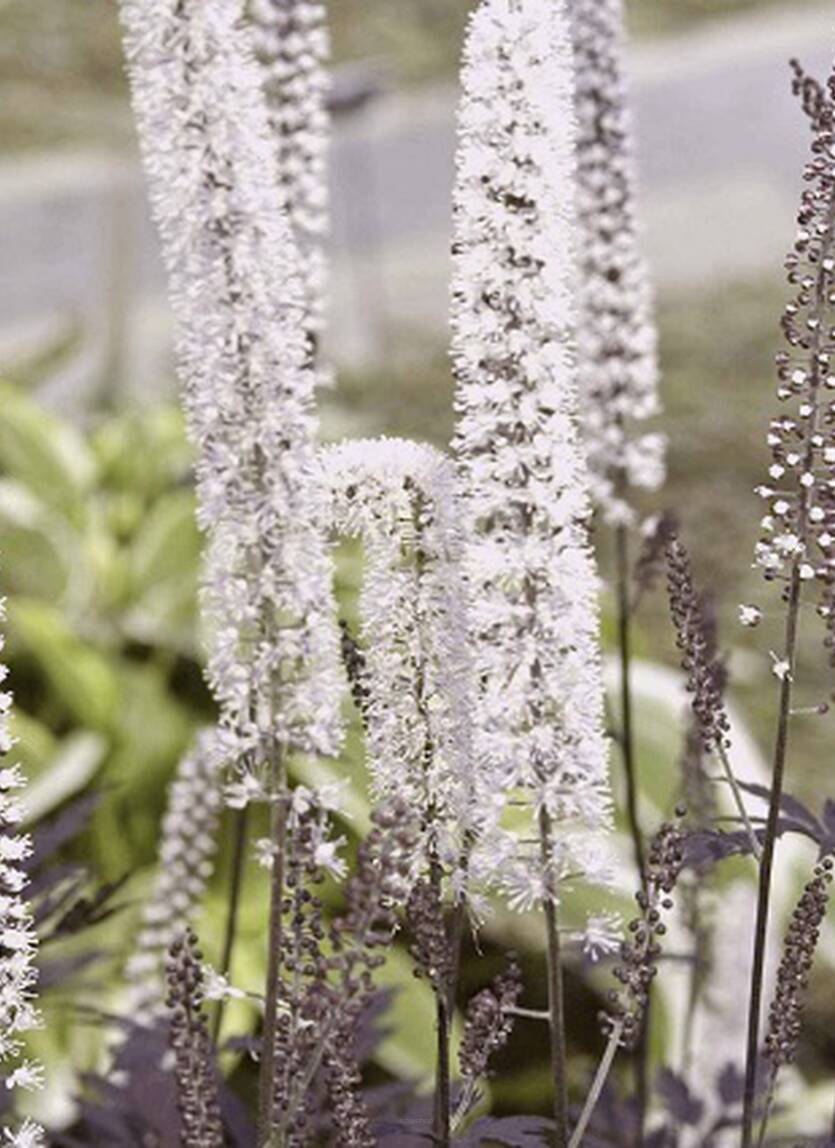 Świecznica prosta 'Hillside Black Beauty' Actaea simplex 'Hillside Black Beauty'