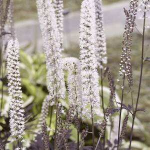 Świecznica prosta 'Brunette' Actaea simplex 'Brunette' 