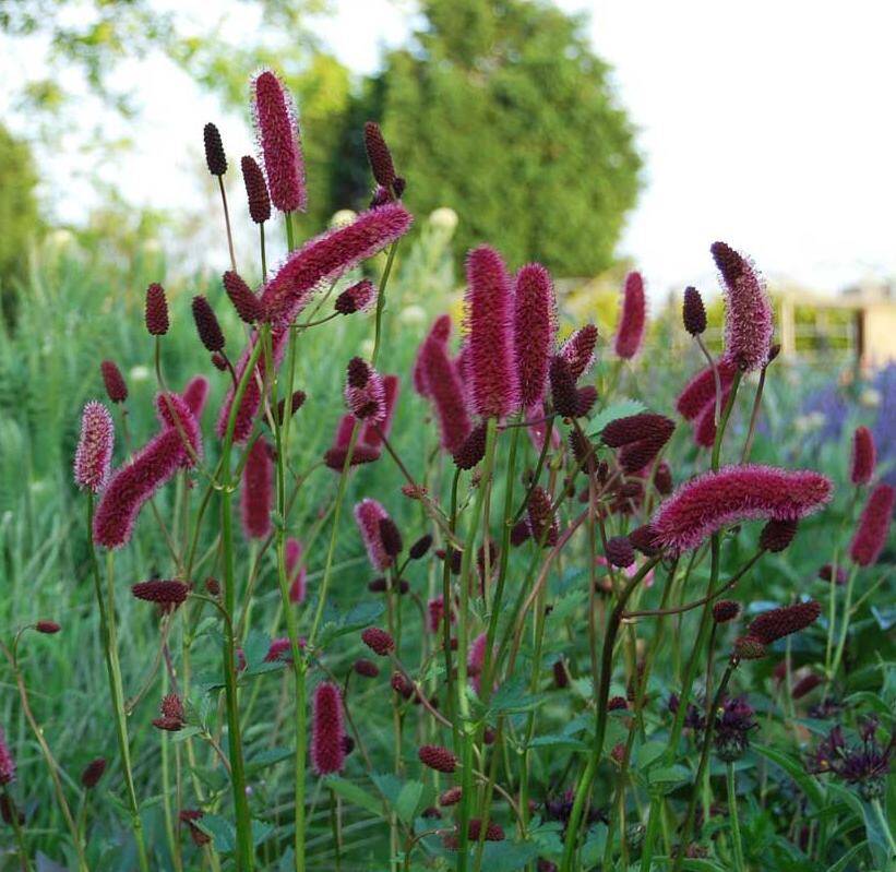 Krwiściąg delikatny 'Purpurea'  Sanguisorba tennuifolia 'Purpurea'