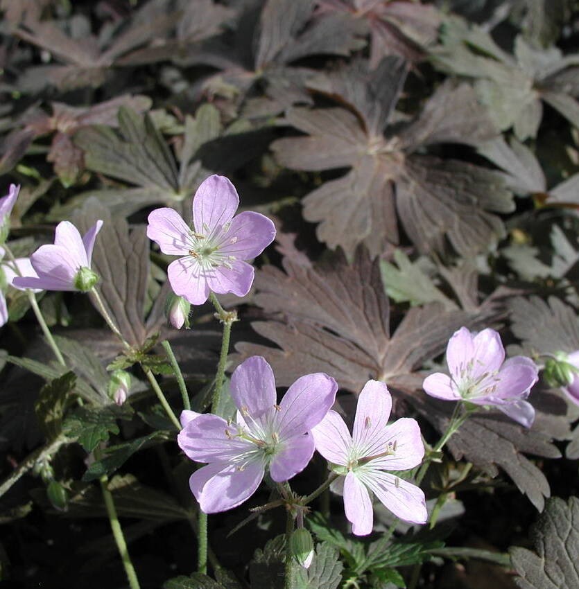 Bodziszek plamisty 'Espresso' Geranium maculatum 'Espresso'