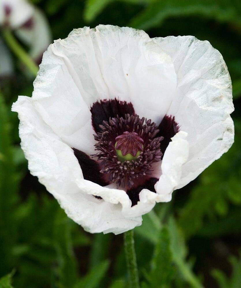 Mak wschodni 'Snow Goose' Papaver orientale 'Snow Goose'