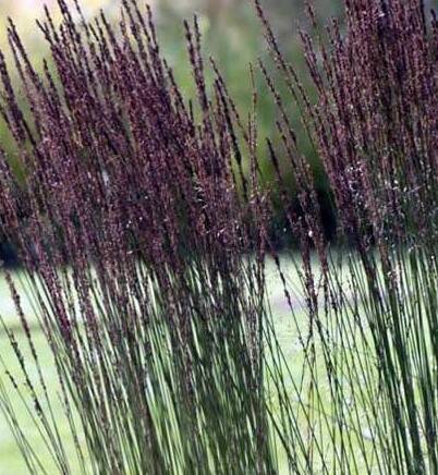 Trzęślica modra 'Moorhexe'  Molinia caerluea 'Moorhexe'