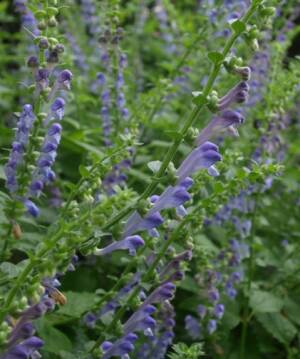 Tarczyca wyniosła Scutellaria altissima