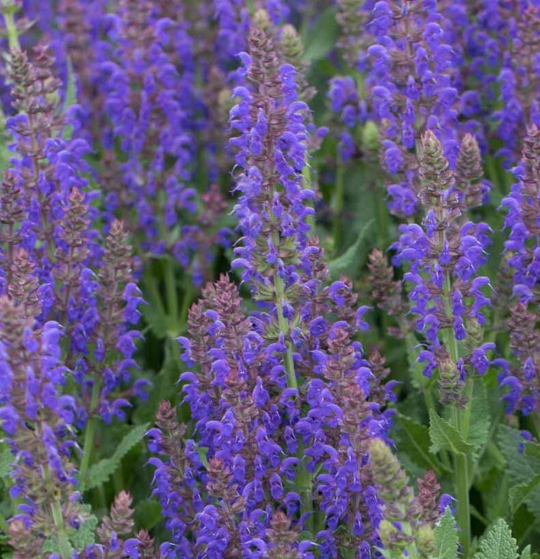 Szałwia omszona 'April Night' Salvia nemorosa 'April Night'