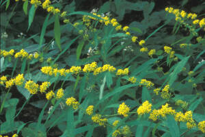 Nawłoć sina Solidago caesia