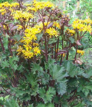 Języczka pomarańczowa 'Osiris Fantaisie' Ligularia dentata 'Osiris Fantaisie'