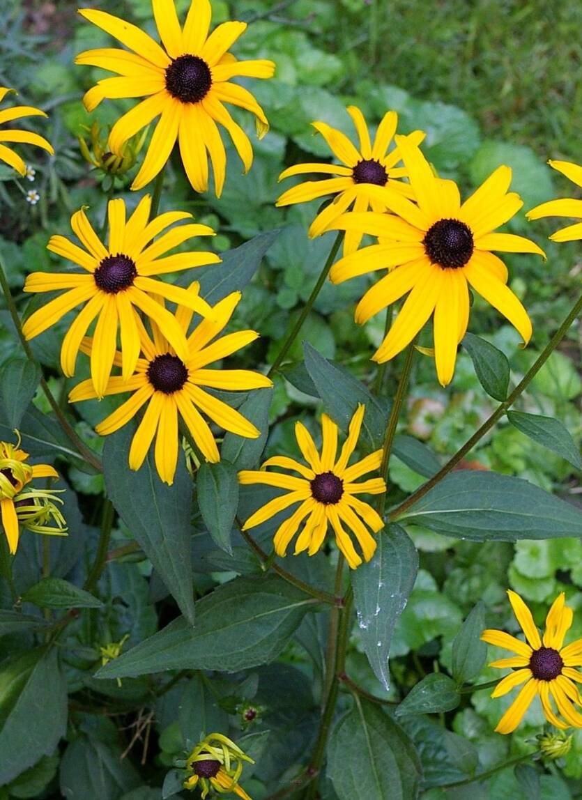 Rudbekia lśniąca 'Goldstrum' Rudbeckia fulgida 'Goldstrum' DOSTĘPNA PO 15 CZERWCA 2024