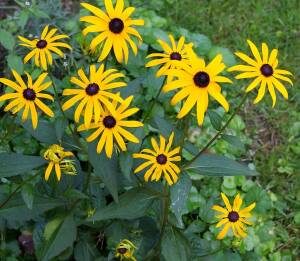 Rudbekia lśniąca 'Goldstrum' Rudbeckia fulgida 'Goldstrum'