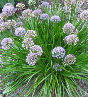 Czosnek lusytański 'Summer Beauty' Allium lusitanicum 'Summer Beauty'