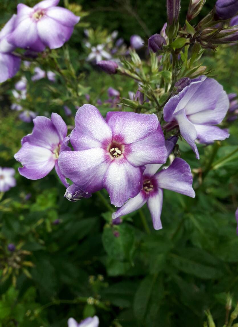 Floks wiechowaty 'Zolushka' Phlox paniculata 'Zolushka'