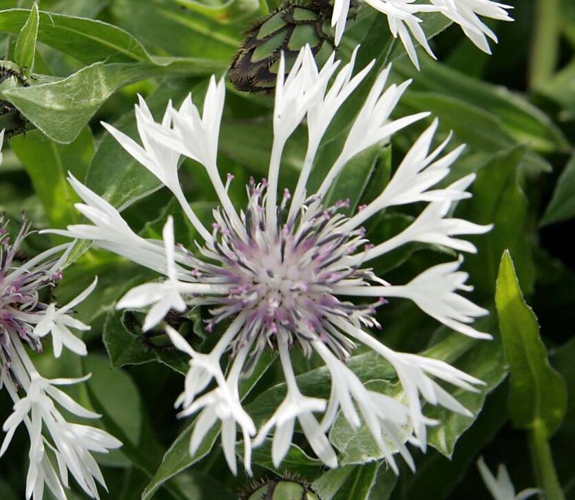 Chaber górski 'Alba' Centaurea montana 'Alba'