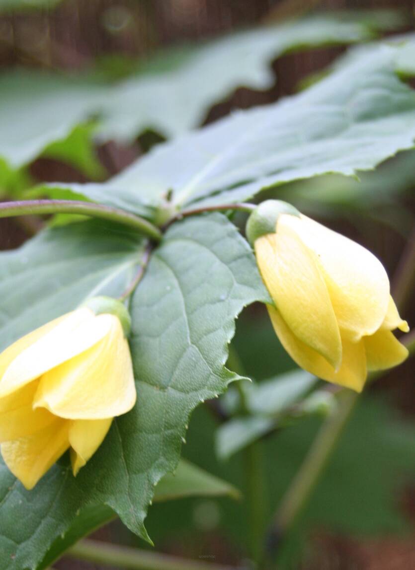 Kirengeszoma dłoniasta Kirengeshoma palmata DOSTĘPNA PO 15 CZERWCA 2024