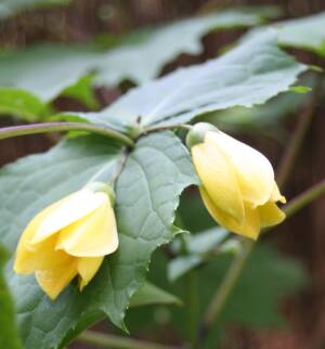 Kirengeszoma dłoniasta Kirengeshoma palmata DOSTĘPNA PO 15 CZERWCA 2024