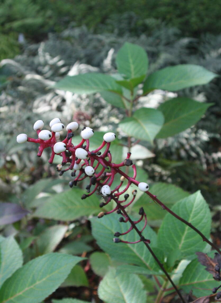 Czerniec grubopędowy 'Misty Blue' Actaea pachypoda 'Misty Blue'