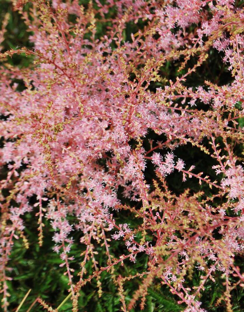 Tawułka pojedynczolistna 'Sprite' Astilbe simplicifolia 'Sprite'