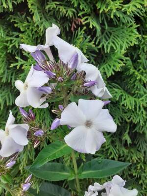 Floks wiechowaty 'Schneerausch' Phlox paniculata 'Schneerausch'