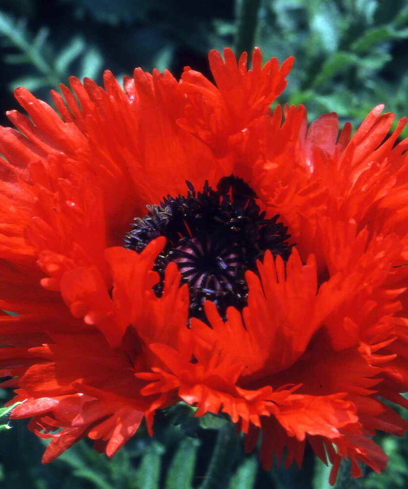 Mak wschodni 'Turkenlouis' Papaver orientale 'Turkenlouis'