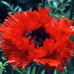 Mak wschodni 'Turkenlouis' Papaver orientale 'Turkenlouis'