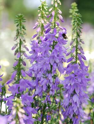 Dzwonecznik szerokolistny 'Gaudi Violet' PBR Adenophora latifolia 'Gaudi Violet' PBR 
