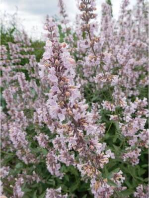 Kocimiętka groniasta 'Amelia'     Nepeta racemosa 'Amelia'