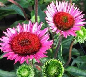 Jeżówka purpurowa 'Vintage Wine' Echinacea purpurea 'Vintage Wine' DOSTĘPNA PO 15 CZERWCA 2024