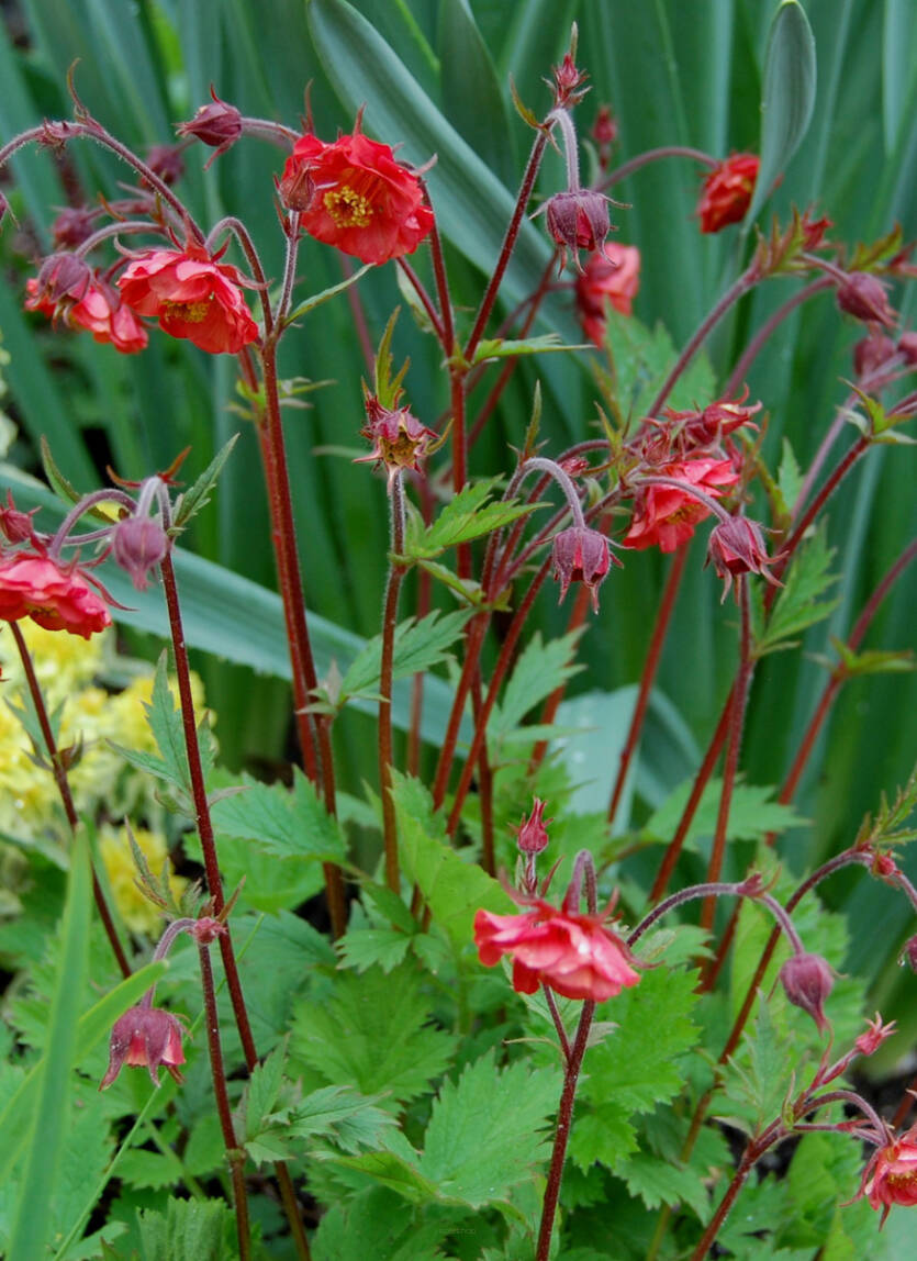 Kuklik zwisły 'Flames of Passion' Geum rivale 'Flames of Passion'