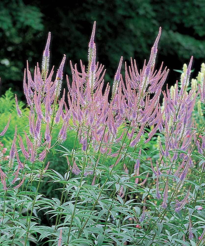 Przetacznikowiec virginijski 'Fascination' Veronicatrum virginicum 'Fascination'