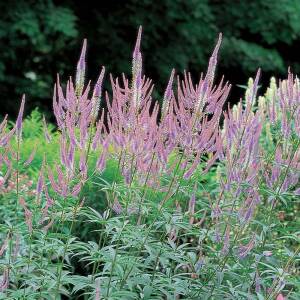 Przetacznikowiec virginijski 'Fascination' Veronicatrum virginicum 'Fascination'