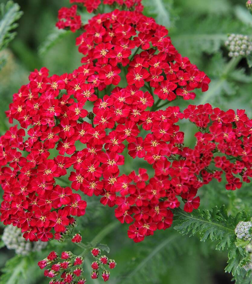 Krwawnik pospolity 'Red Velvet' Achillea millefolium 'Red Velvet'