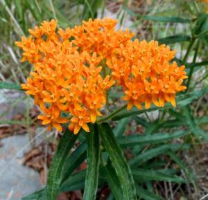 Trojeść bulwiasta Asclepias tuberosa