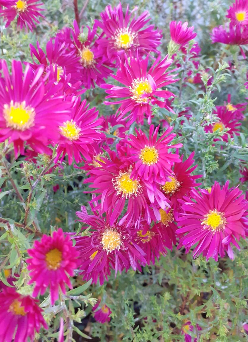 Aster nowobelgijski 'Winston S. Churchill'  Symphyotrichum novi-belgii 'Winston S. Churchill''