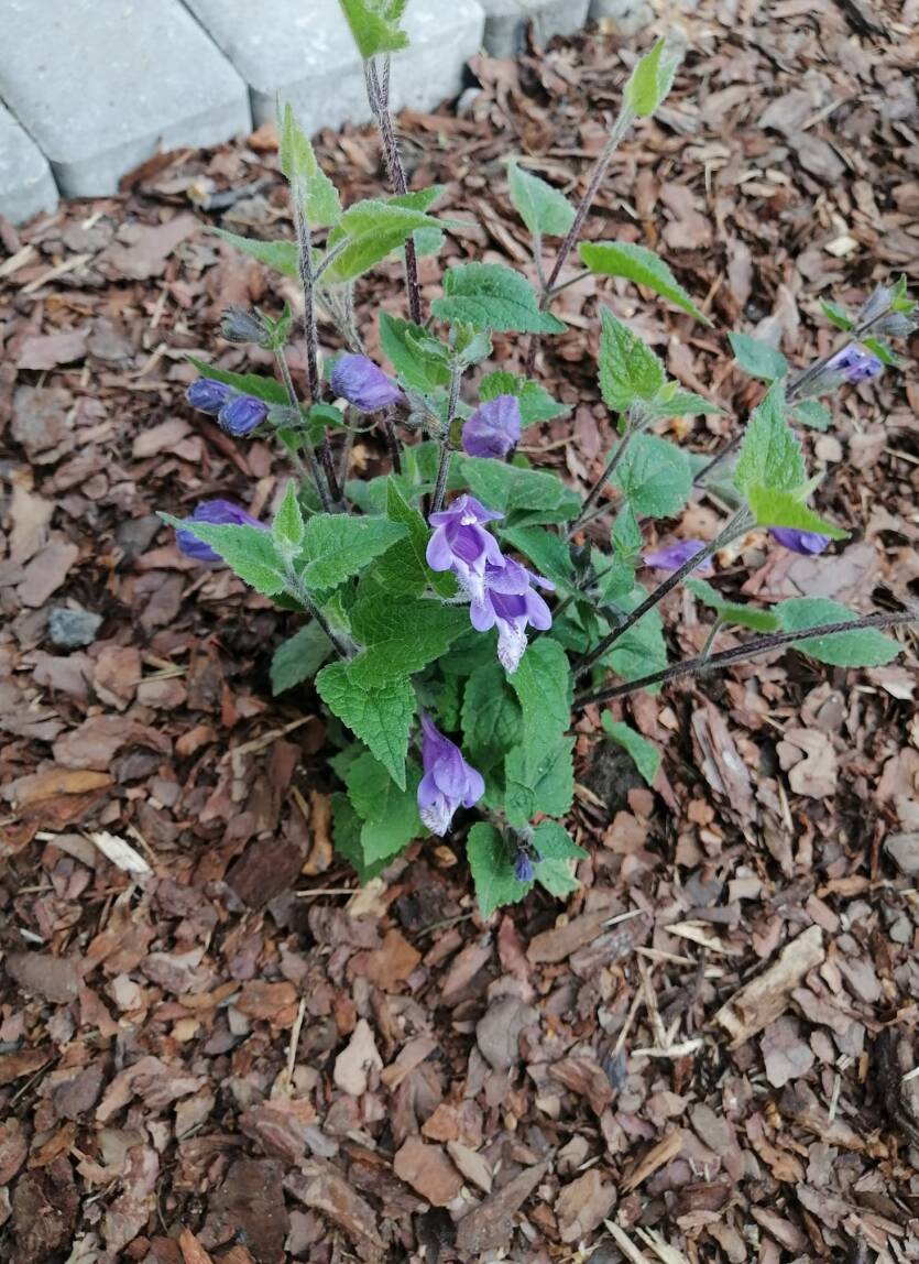 Mehania pokrzywolistna Meehania urticifolia WYSYŁKA PO 15 CZERWCA 2024