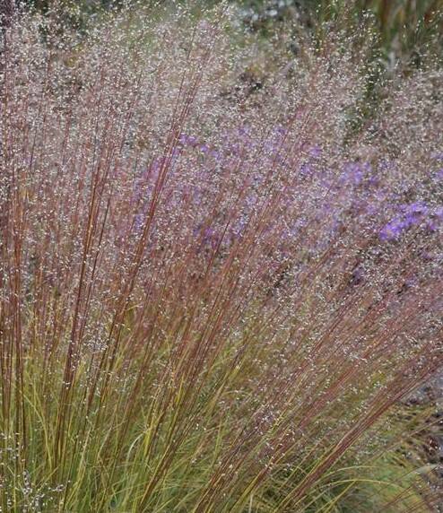 Sporobolus różnołuskowy 'Cloud' Sporobolus heterolepis 'Cloud'